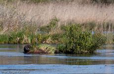 Nutria (7 von 25).jpg
